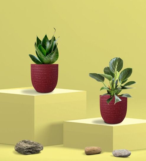 Greenkin Green Snake Plant & Birkin Plant in Eco Pot