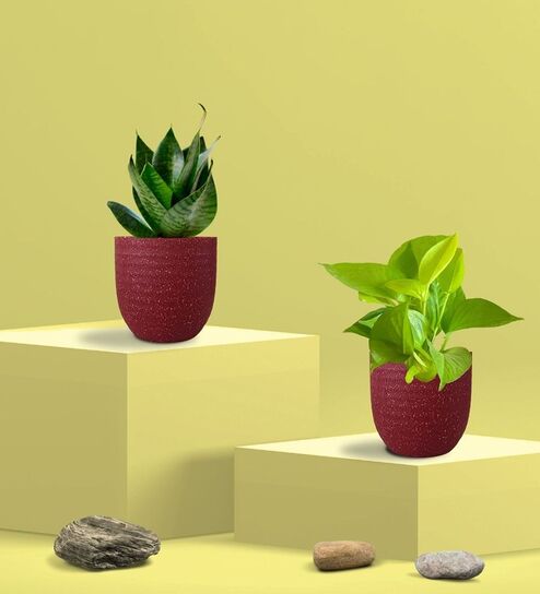 Greenkin Green Snake Plant & Golden Pothos in Eco Pot