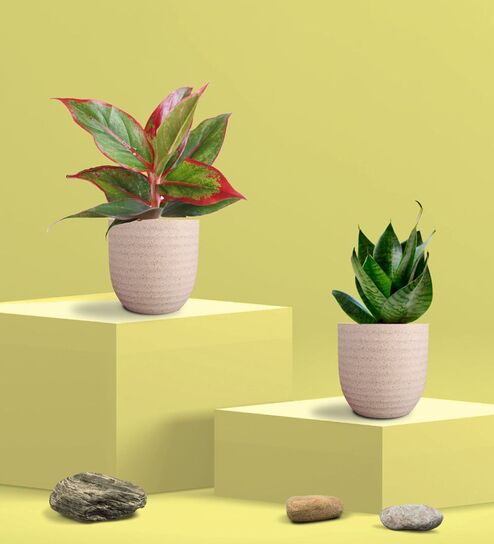 Greenkin Green Snake Plant & Lipstick Plant in Eco Pot