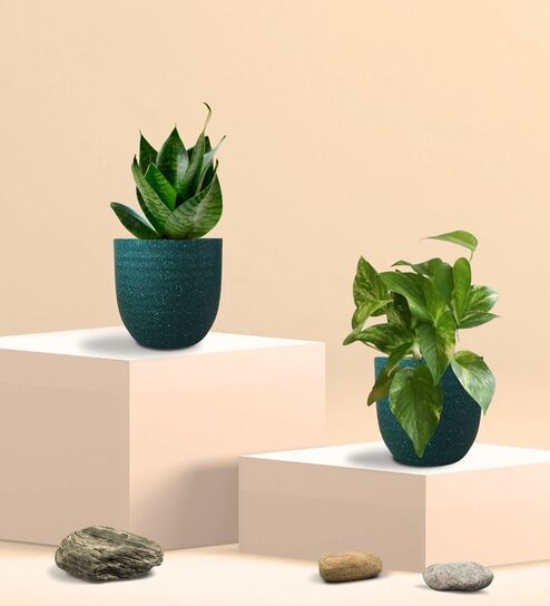 Greenkin Green Snake Plant & Money Plant in Eco Pot