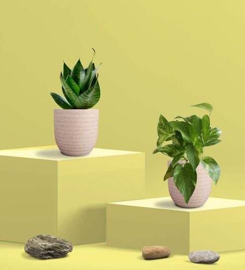 Greenkin Green Snake Plant & Money Plant in Eco Pot