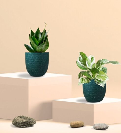 Greenkin Green Snake Plant & Njoy Money Plant in Eco Pot