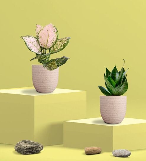 Greenkin Green Snake Plant & Wishes Plant in Eco Pot