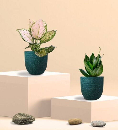 Greenkin Green Snake Plant & Wishes Plant in Eco Pot