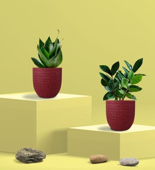 Greenkin Green Snake Plant & Zamia Plant in Eco Pot