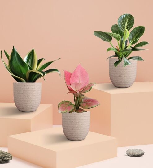 Greenkin Indoor Plants Combo in Eco Pots