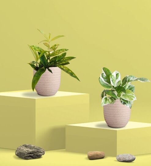 Greenkin Njoy Money Plant & Bamboo Gold Plant in Eco Pot