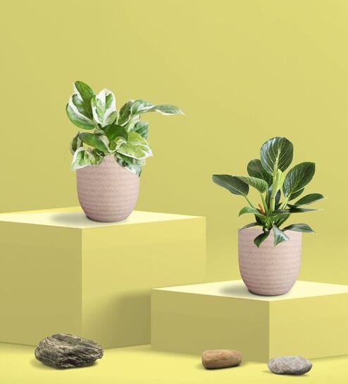 Greenkin Njoy Money Plant & Philodendron Plant in Eco Pot