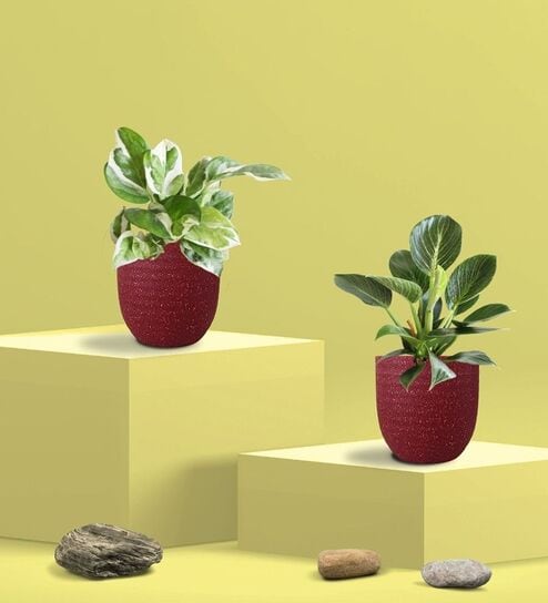 Greenkin Njoy Money Plant & Philodendron Plant in Eco Pot