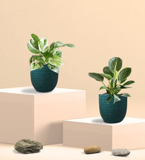 Greenkin Njoy Money Plant & Philodendron Plant in Eco Pot