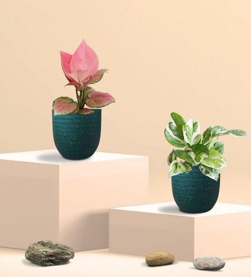 Greenkin Njoy Money Plant & Pink Plant in Eco Pot