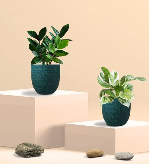 Greenkin Njoy Money Plant & ZZ Plant in Eco Pot
