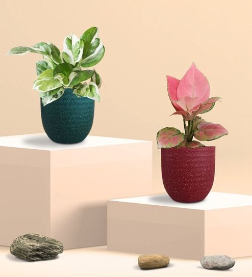 Greenkin Office Desk Plants Combo