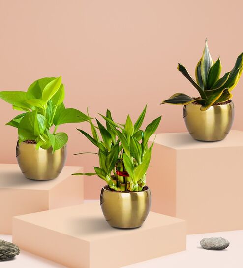 Greenkin Vastu Plants for Home with Metal Pots