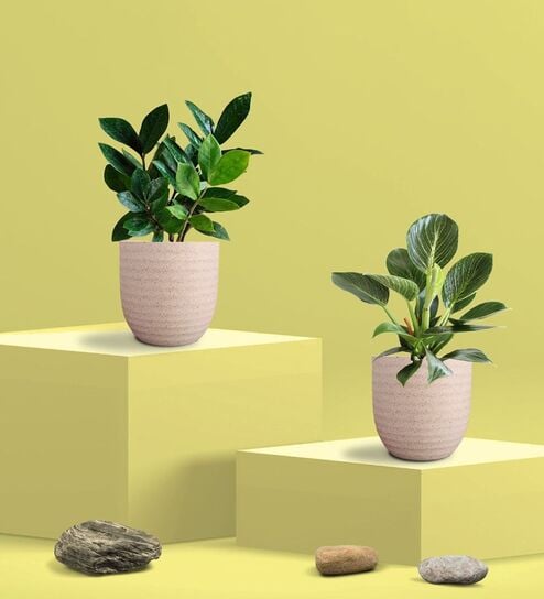 Greenkin Zamia Plant & Birkin Plant in Eco Pot