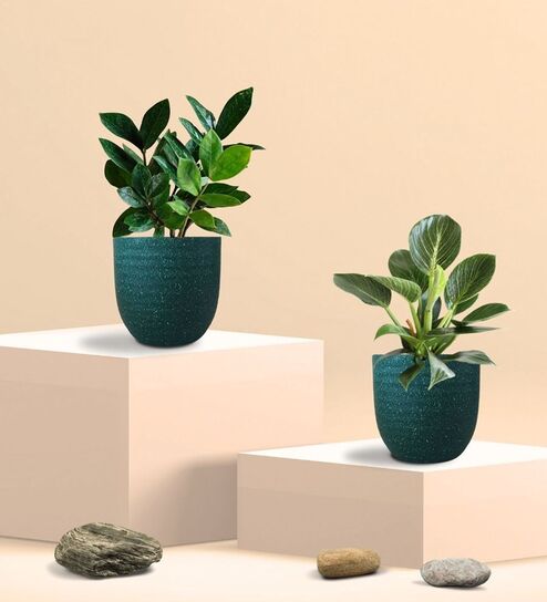 Greenkin Zamia Plant & Birkin Plant in Eco Pot