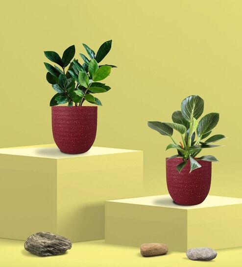 Greenkin Zamia Plant & Birkin Plant in Eco Pot