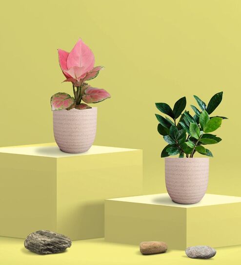Greenkin ZZ Plant & Aglaonema Pink Plant in Eco Pot