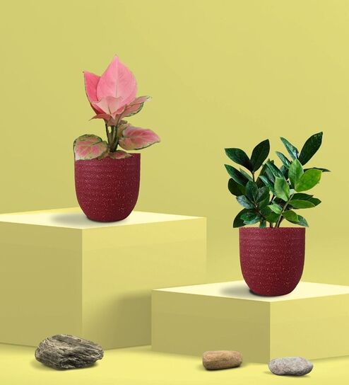 Greenkin ZZ Plant & Aglaonema Pink Plant in Eco Pot