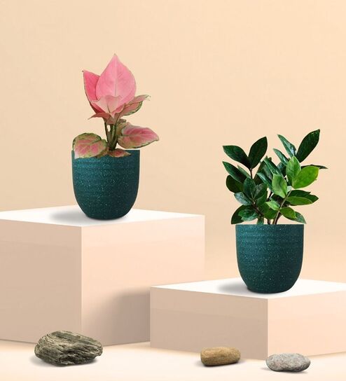 Greenkin ZZ Plant & Aglaonema Pink Plant in Eco Pot