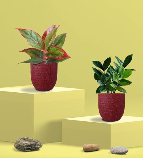 Greenkin ZZ Plant & Aglaonema Red Plant in Eco Pot