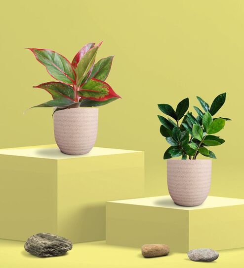 Greenkin ZZ Plant & Aglaonema Red Plant in Eco Pot