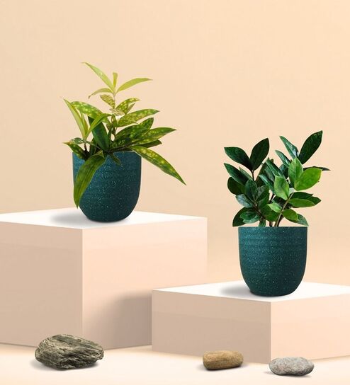 Greenkin ZZ Plant & Bamboo Gold Dust Plant in Eco Pot