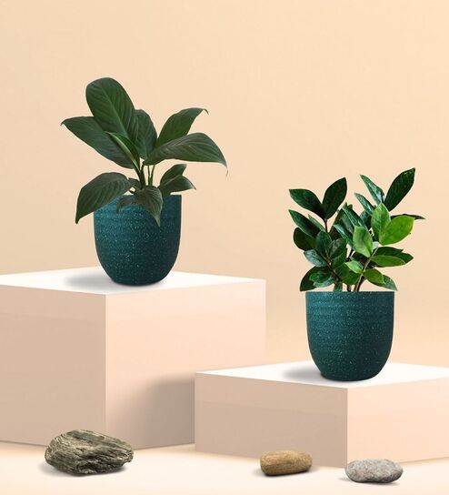 Greenkin ZZ Plant & Peace Lily Plant in Eco Pot