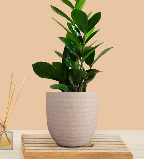 Greenkin ZZ Plant with Eco Pot | Indoor Zamia Plant with Pot