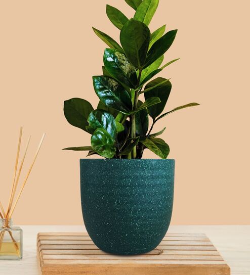 Greenkin ZZ Plant with Eco Pot | Indoor Zamia Plant with Pot