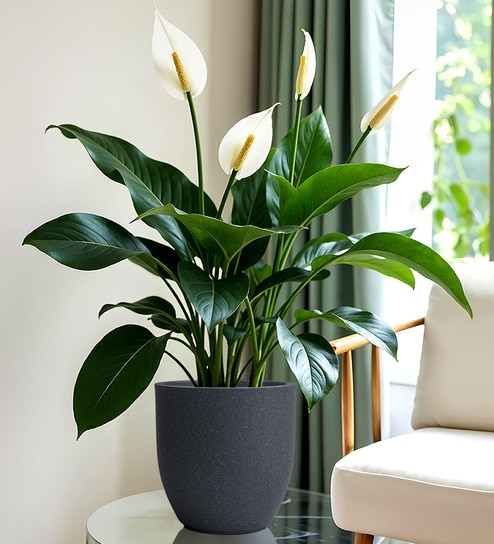 Grey Pcup Round 8 Inches Planter