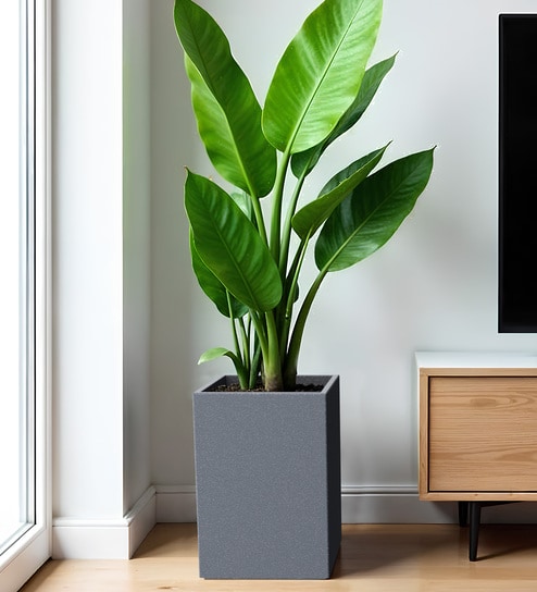 Grey Square Shaped Polymer Floor Planter