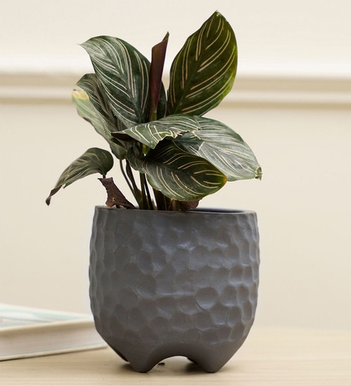 Pebble Grey Terracotta Desk Pot by Purezento