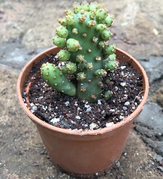 Buy Green Opuntia Tuna Monstruosa Live Cactus Plant By Mybageecha Online Natural Plants Natural Plants Home Decor Pepperfry Product