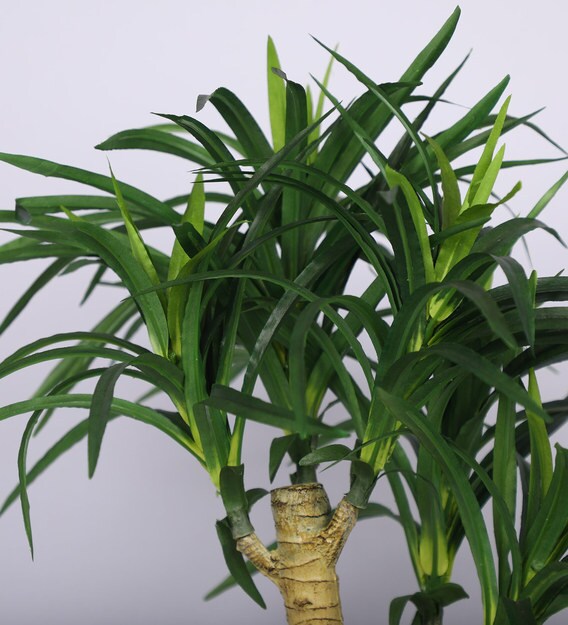 Buy Green Artificial Yucca Bonsai Plant with White Ceramic Pot by