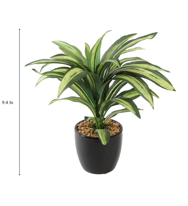 Buy Fibre Green Tall Natural Looking Dracaena Bonsai with Ceramic Pot