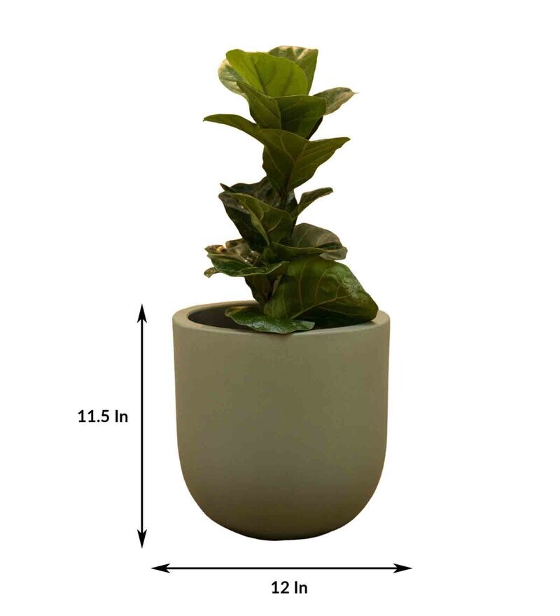 Buy Green Concrete Sage Saga Medium Floor Planter By Curiocasa Online