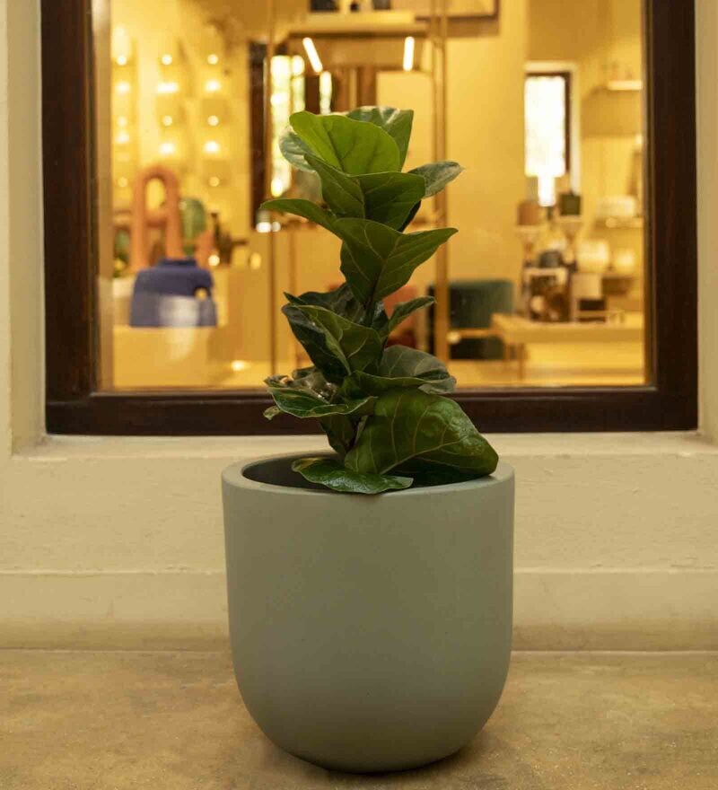 Buy Green Concrete Sage Saga Medium Floor Planter By Curiocasa Online