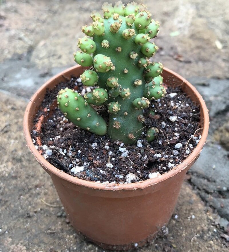 Buy Green Opuntia Tuna Monstruosa Live Cactus Plant By Mybageecha ...