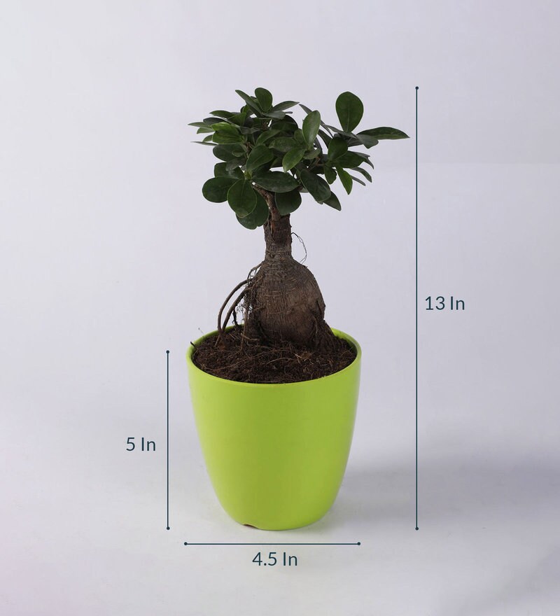 Buy Green Pastic Pot Ficus Ginseng Bonsai Natural Plant by Ferns N ...