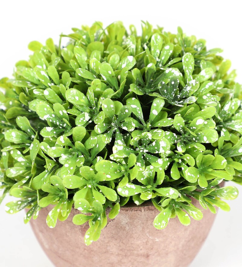 Buy Green Plastic Artificial Bonsai with Pot by Pollination Online