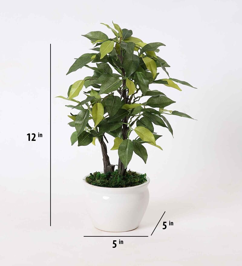 Buy Plastic Green Ficus Bonsai With Ceramic Pot Artificial Plants Online Artificial Plants