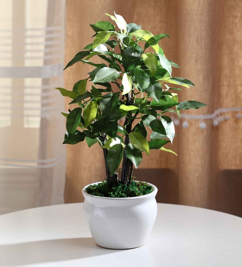 Buy Plastic Green Ficus Bonsai With Ceramic Pot Artificial Plants