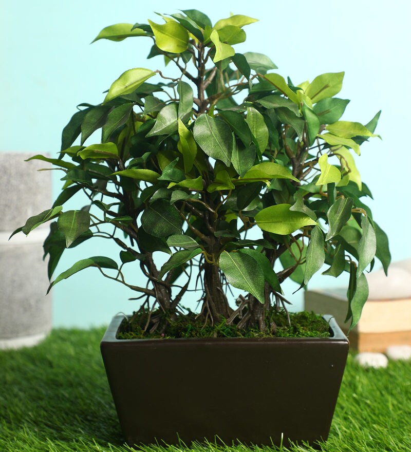 Buy Green Polyester Artificial Plant With pot by Pollination Online Artificial Plants
