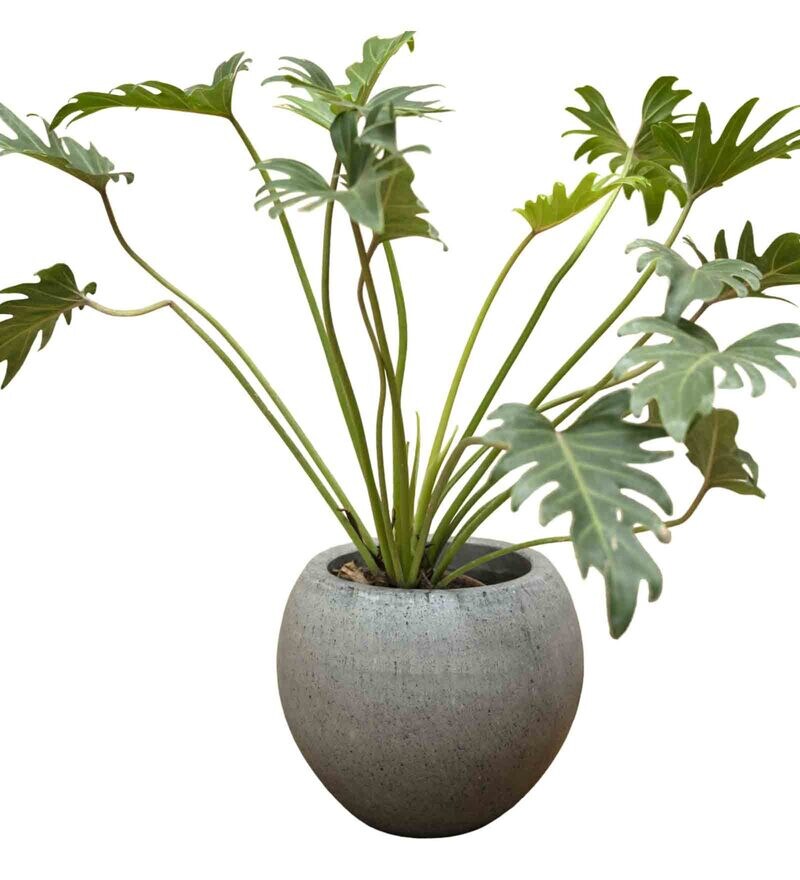 buy-grey-concrete-grey-giant-small-floor-planter-by-curiocasa-online