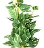 Polyester Green & White Pothos With Ceramic Pot Artificial Plants