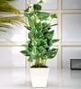 Polyester Green & White Pothos With Ceramic Pot Artificial Plants