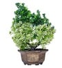 Fabric & Plastic Ams Green With Pot Artificial Plant