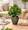 Green Artificial Plants with White Pot