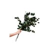 Green Essence Eucalyptus Dried Flowers 5 Stems